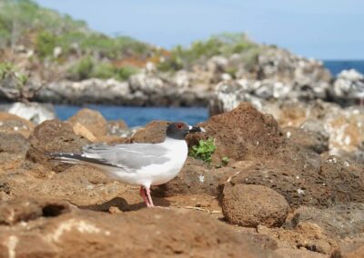 Gaviota