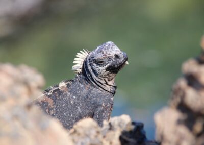 Iguana Marina