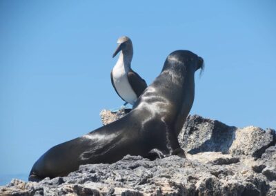 Lobo marino